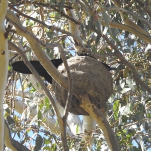 Corcorax melanorhamphos at Kambah, ACT - 21 Aug 2022