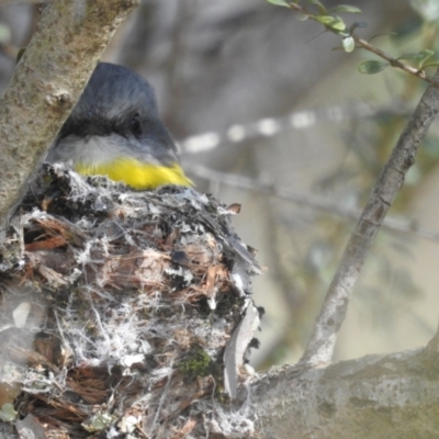 Eopsaltria australis (Eastern Yellow Robin) at ANBG - 23 Aug 2022 by HelenCross