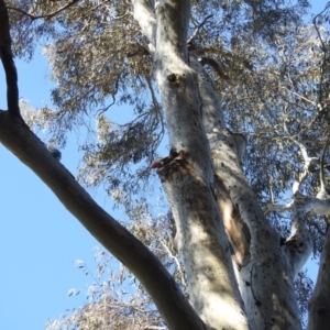 Eolophus roseicapilla at Acton, ACT - 24 Aug 2022