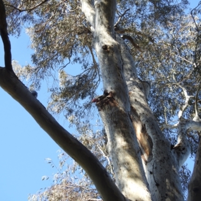 Eolophus roseicapilla (Galah) at Acton, ACT - 24 Aug 2022 by HelenCross