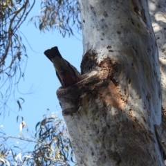 Eolophus roseicapilla at Acton, ACT - 24 Aug 2022