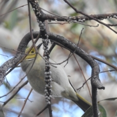 Ptilotula penicillata (White-plumed Honeyeater) at Acton, ACT - 24 Aug 2022 by HelenCross