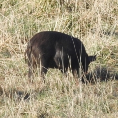 Sus scrofa (Pig (feral)) at Lions Youth Haven - Westwood Farm - 25 Aug 2022 by HelenCross