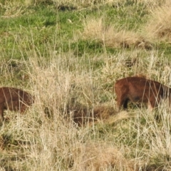 Sus scrofa at Kambah, ACT - suppressed