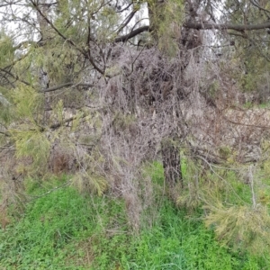 Galium aparine at Watson, ACT - 29 Aug 2022 10:17 AM