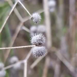 Galium aparine at Watson, ACT - 29 Aug 2022