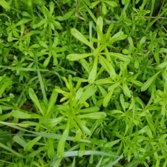 Galium aparine at Watson, ACT - 29 Aug 2022 10:17 AM