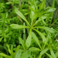 Galium aparine at Watson, ACT - 29 Aug 2022 10:17 AM