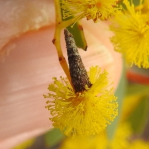 Conoeca or Lepidoscia (genera) IMMATURE at Aranda, ACT - 27 Aug 2022