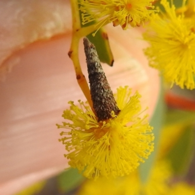 Lepidoscia (genus) IMMATURE (Unidentified Cone Case Moth larva, pupa, or case) at Aranda Bushland - 26 Aug 2022 by HelenCross