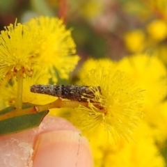 Conoeca or Lepidoscia (genera) IMMATURE at Aranda, ACT - 27 Aug 2022