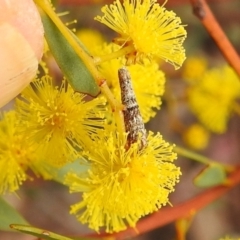 Conoeca or Lepidoscia (genera) IMMATURE at Aranda, ACT - 27 Aug 2022