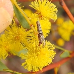 Lepidoscia (genus) IMMATURE at Aranda, ACT - 27 Aug 2022