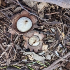 Geastrum sp. (genus) (An earthstar) at Mumbil, NSW - 24 Aug 2022 by Sandibees