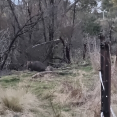 Vombatus ursinus (Common wombat, Bare-nosed Wombat) at Bungendore, NSW - 30 Aug 2022 by clarehoneydove