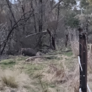 Vombatus ursinus at Bungendore, NSW - suppressed