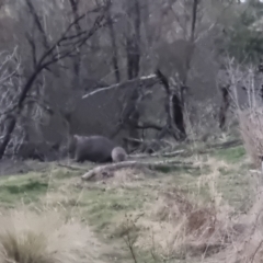 Vombatus ursinus at Bungendore, NSW - suppressed