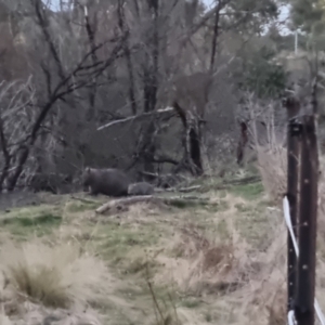 Vombatus ursinus at Bungendore, NSW - suppressed