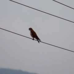 Falco berigora (Brown Falcon) at QPRC LGA - 29 Aug 2022 by LisaH