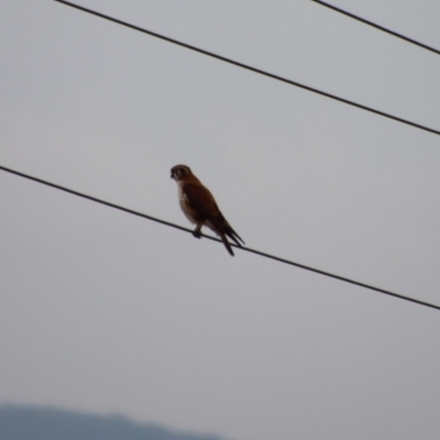 Falco berigora (Brown Falcon) at Manar, NSW - 29 Aug 2022 by LisaH