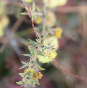 Acacia gunnii at Mongarlowe, NSW - suppressed