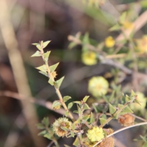 Acacia gunnii at Mongarlowe, NSW - suppressed