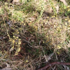 Acacia gunnii at Mongarlowe, NSW - suppressed