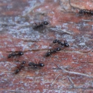 Formicidae (family) at Mongarlowe, NSW - suppressed