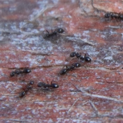 Formicidae (family) (Unidentified ant) at Mongarlowe, NSW - 28 Aug 2022 by LisaH
