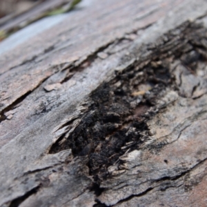 Formicidae (family) at Mongarlowe, NSW - suppressed