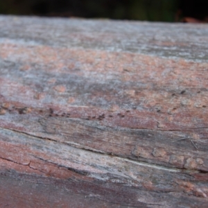 Formicidae (family) at Mongarlowe, NSW - suppressed