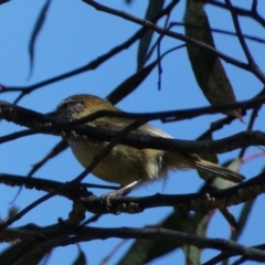 Acanthiza lineata (Striated Thornbill) at Jerrabomberra, NSW - 30 Aug 2022 by SteveBorkowskis