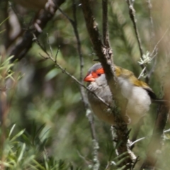 Neochmia temporalis (Red-browed Finch) at Mount Jerrabomberra QP - 30 Aug 2022 by Steve_Bok