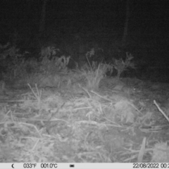 Peramelidae (family) (Unidentified Bandicoot) at Cotter River, ACT - 21 Aug 2022 by LukeMcElhinney