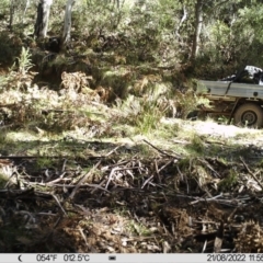 Peramelidae (family) at Cotter River, ACT - 21 Aug 2022