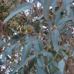 Pardalotus punctatus at Higgins, ACT - 26 Aug 2022