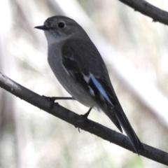 Petroica phoenicea (Flame Robin) at Paddys River, ACT - 30 Aug 2022 by JohnBundock