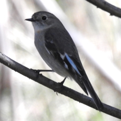 Petroica phoenicea (Flame Robin) at Tidbinbilla Nature Reserve - 30 Aug 2022 by JohnBundock