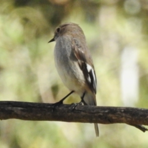Petroica phoenicea at Paddys River, ACT - 30 Aug 2022