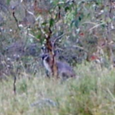 Notamacropus rufogriseus (Red-necked Wallaby) at Mount Taylor - 29 Mar 2022 by MountTaylorParkcareGroup
