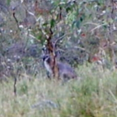 Notamacropus rufogriseus (Red-necked Wallaby) at Kambah, ACT - 29 Mar 2022 by MountTaylorParkcareGroup