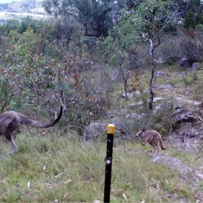 Macropus giganteus (Eastern Grey Kangaroo) at Mount Taylor - 31 Mar 2022 by MountTaylorParkcareGroup