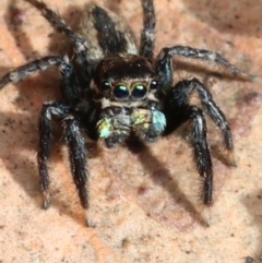 Jotus auripes (Jumping spider) at Black Mountain - 31 Aug 2022 by amiessmacro