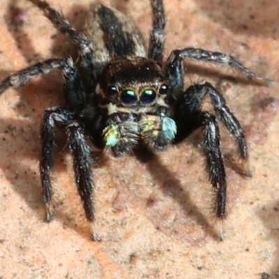 Jotus auripes (Jumping spider) at Black Mountain - 31 Aug 2022 by amiessmacro