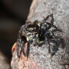 Jotus auripes at Acton, ACT - 31 Aug 2022 11:48 AM