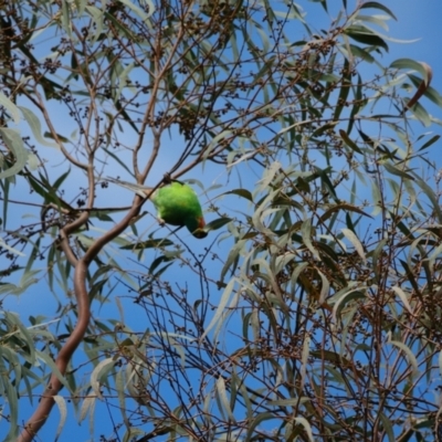 Lathamus discolor (Swift Parrot) at Curtin, ACT - 31 Aug 2022 by Ct1000