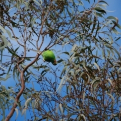 Lathamus discolor (Swift Parrot) at Curtin, ACT - 30 Aug 2022 by Ct1000