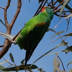 Lathamus discolor at Curtin, ACT - 31 Aug 2022