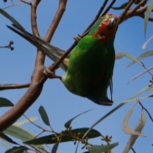 Lathamus discolor at Curtin, ACT - suppressed