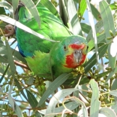 Lathamus discolor at Curtin, ACT - 31 Aug 2022